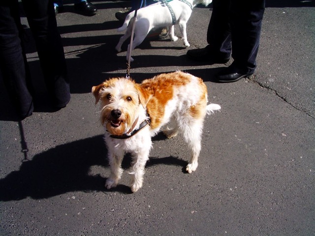 Stenayer in Murscht 2008 078.jpg