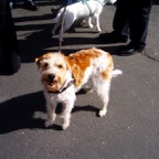 Stenayer in Murscht 2008 078.jpg