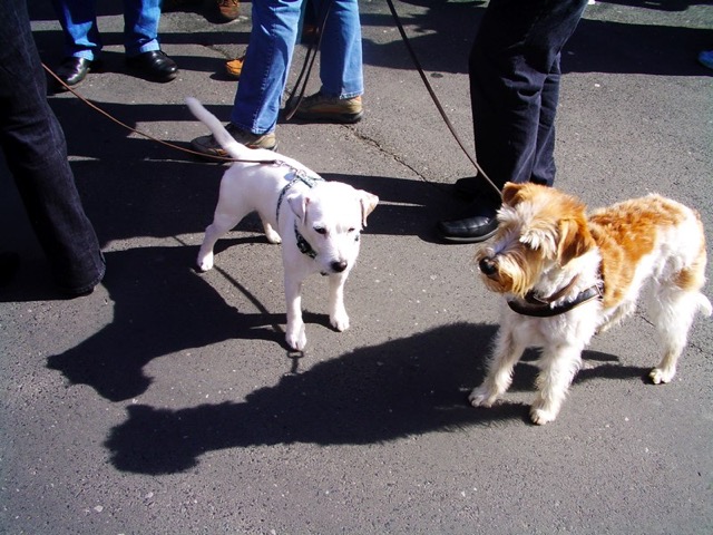 Stenayer in Murscht 2008 079.jpg