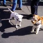 Stenayer in Murscht 2008 079.jpg